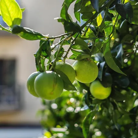 Отель Capri (adults Only) 4*